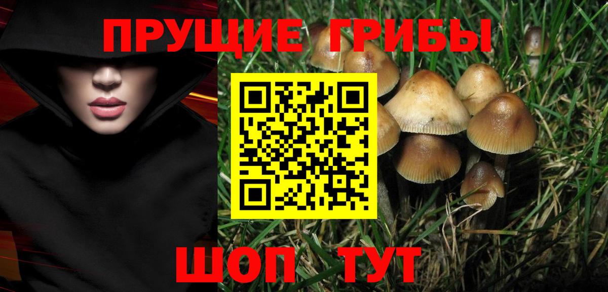 Галлюциногенные грибы Cubensis Урай
